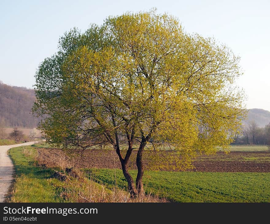 A round tree in the morning light