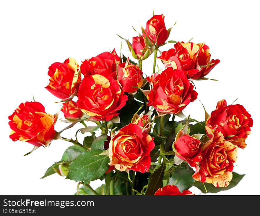 Beautiful roses on white background