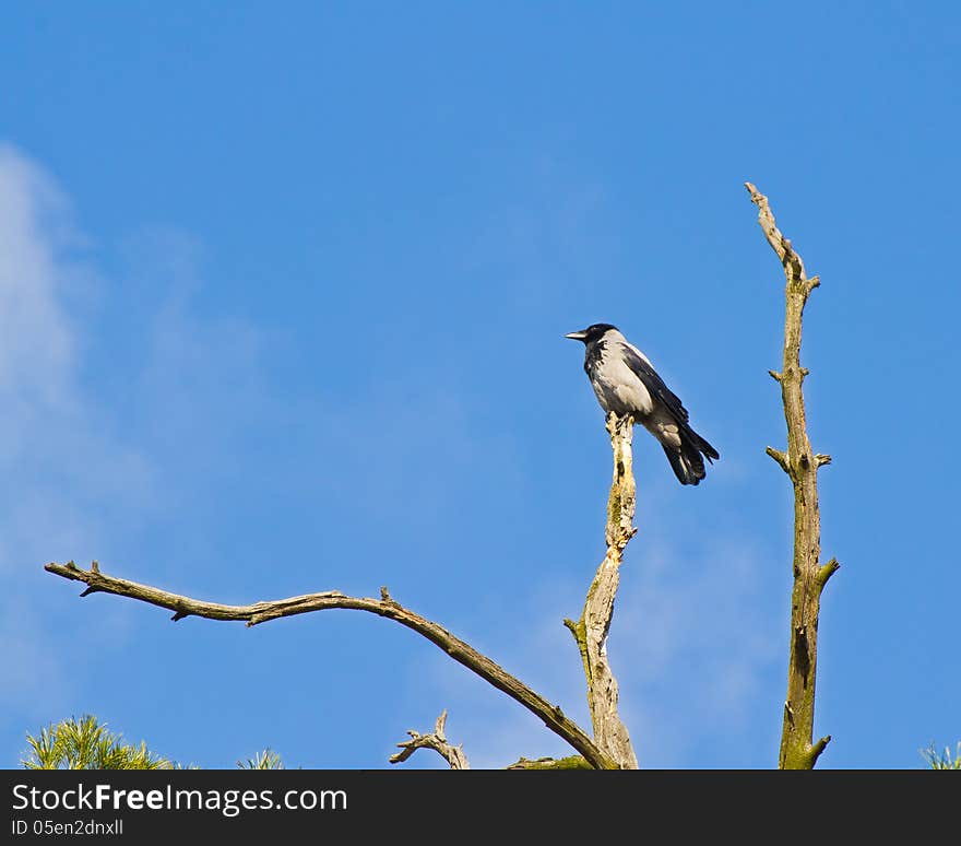 Hooded crow on withered pine