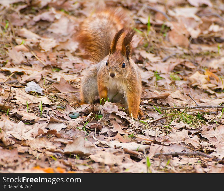 Red squirrel in early spring park