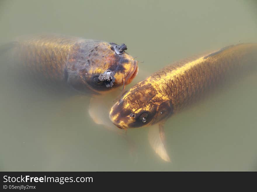 Fish Gold Carp.Fishery in a Japanese garden.