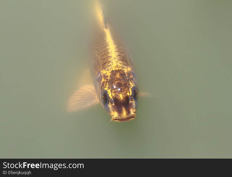 Gold fish in the lake.  Cultivation of carps.