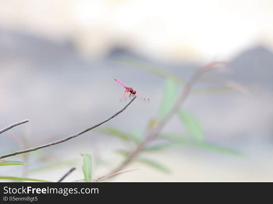 Dragonfly hovering over the grass. Dragonfly hovering over the grass