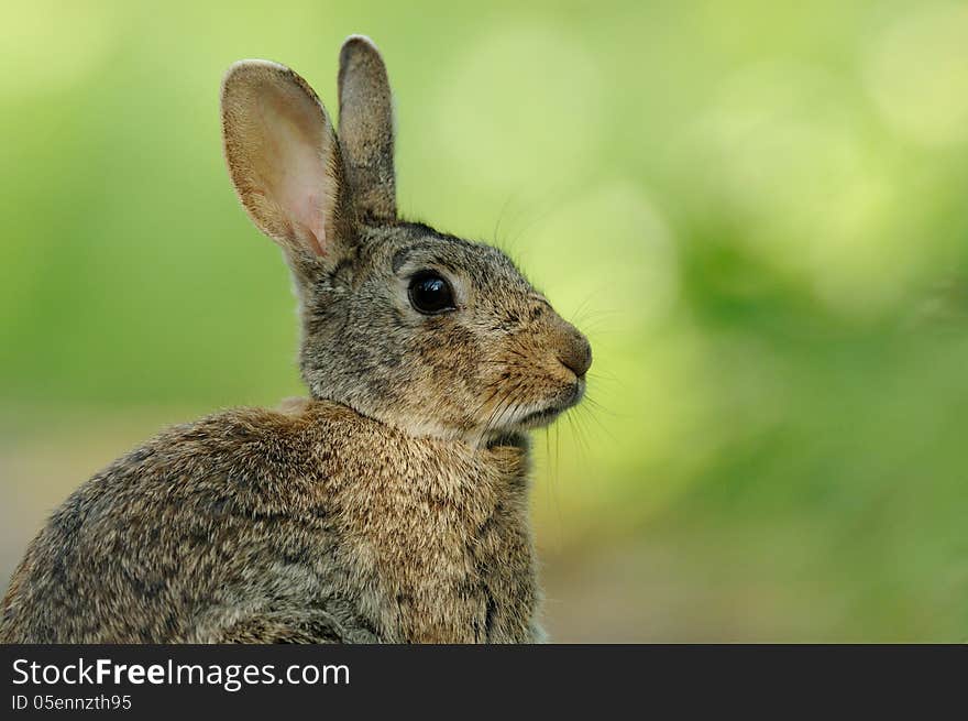 European Rabbit &x28;Oryctolagus Cuniculus&x29