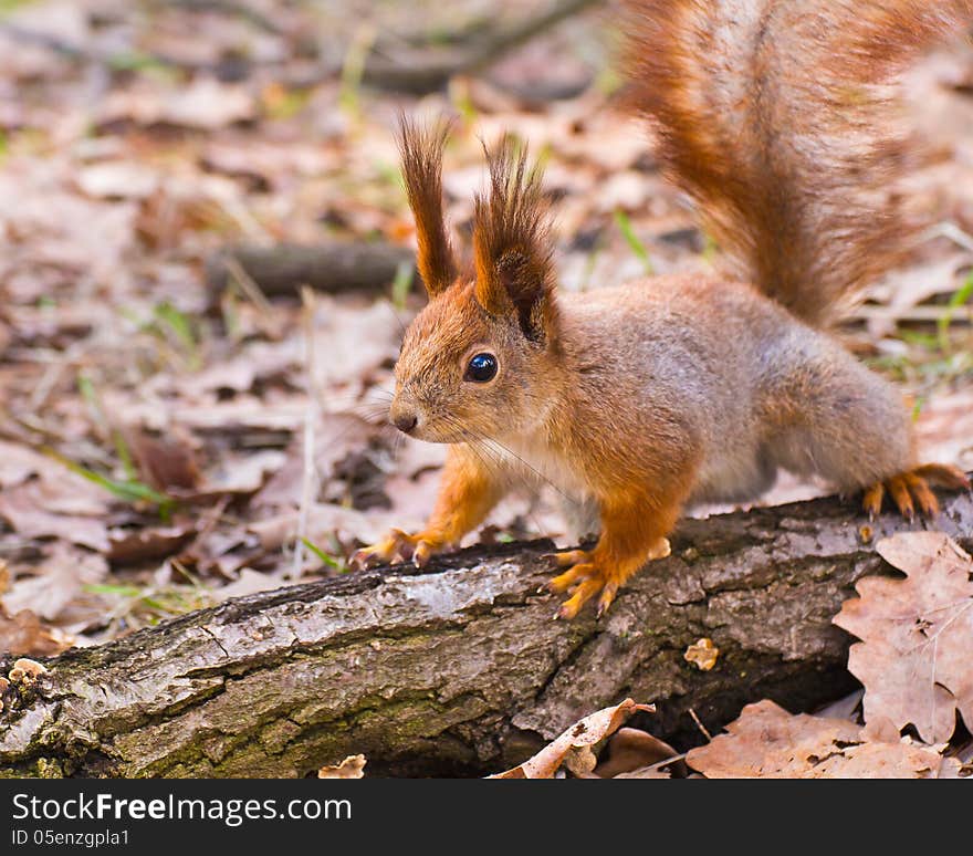 Curious red squirrel on log in park