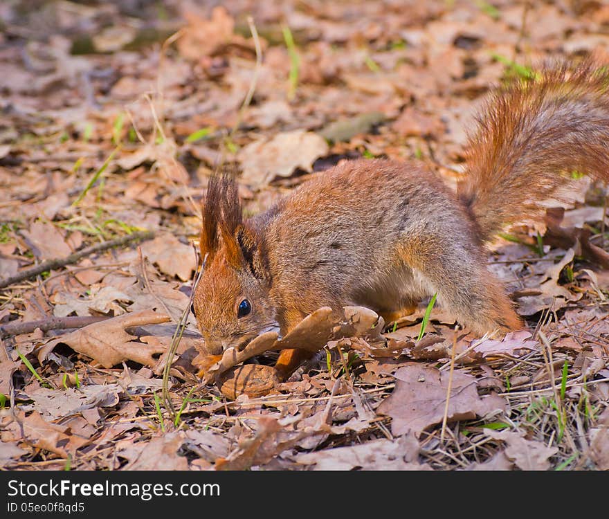 Red squirrel searching for walnut