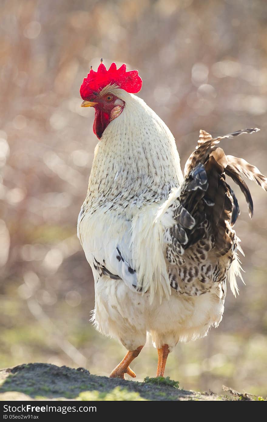 Portrait of a colorful rooster. Portrait of a colorful rooster