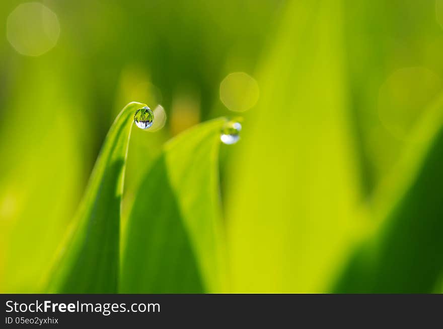 A droplet of dew hanging from the tip of leaf. Good for background.