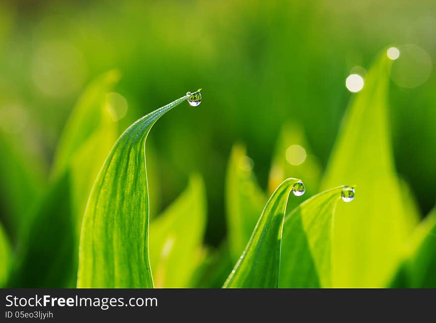 Dew droplets in a spring morning. Dew droplets in a spring morning.