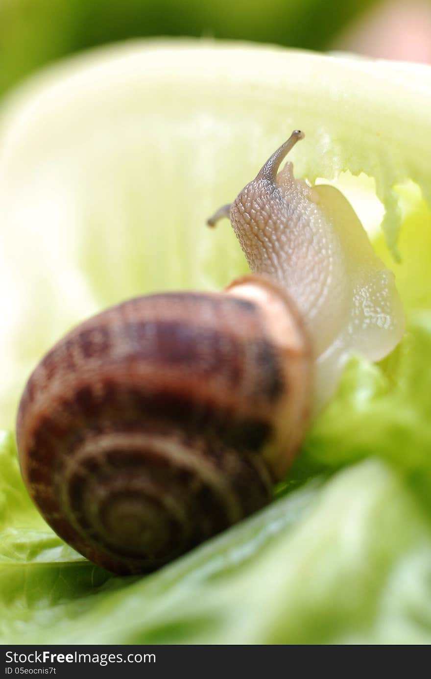 Close Up To Snail On Green Background