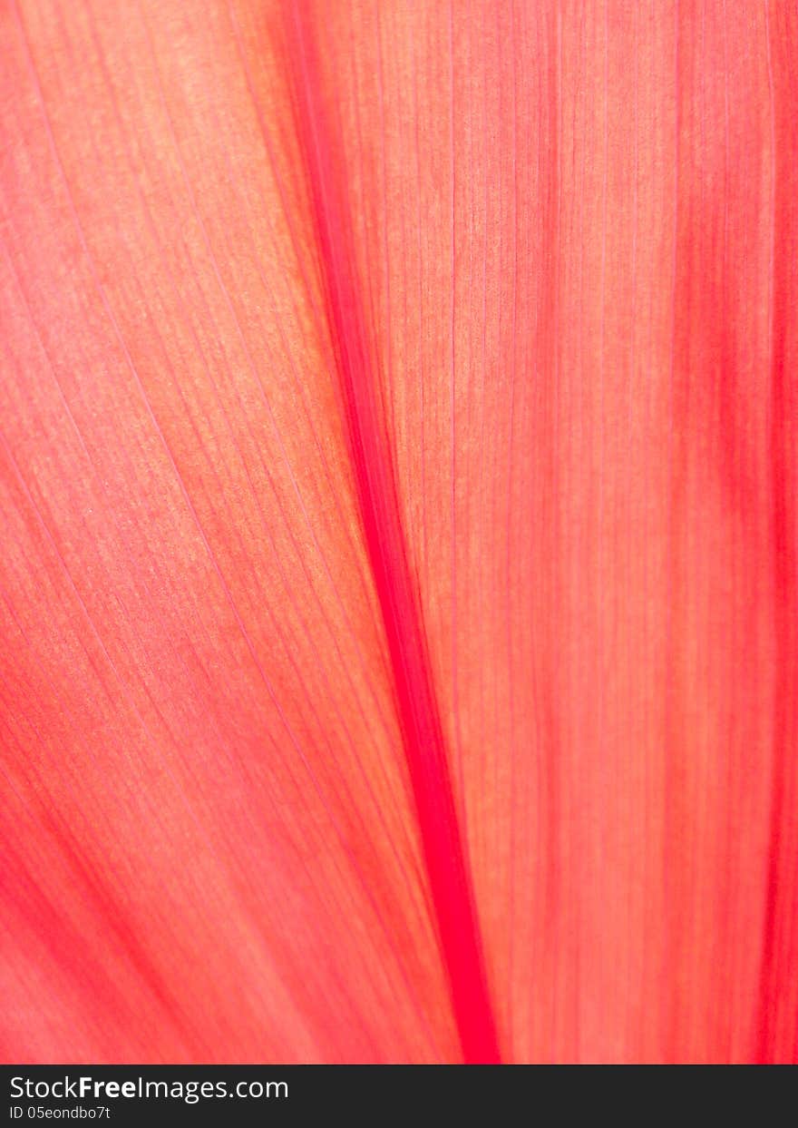 Texture of red leaf