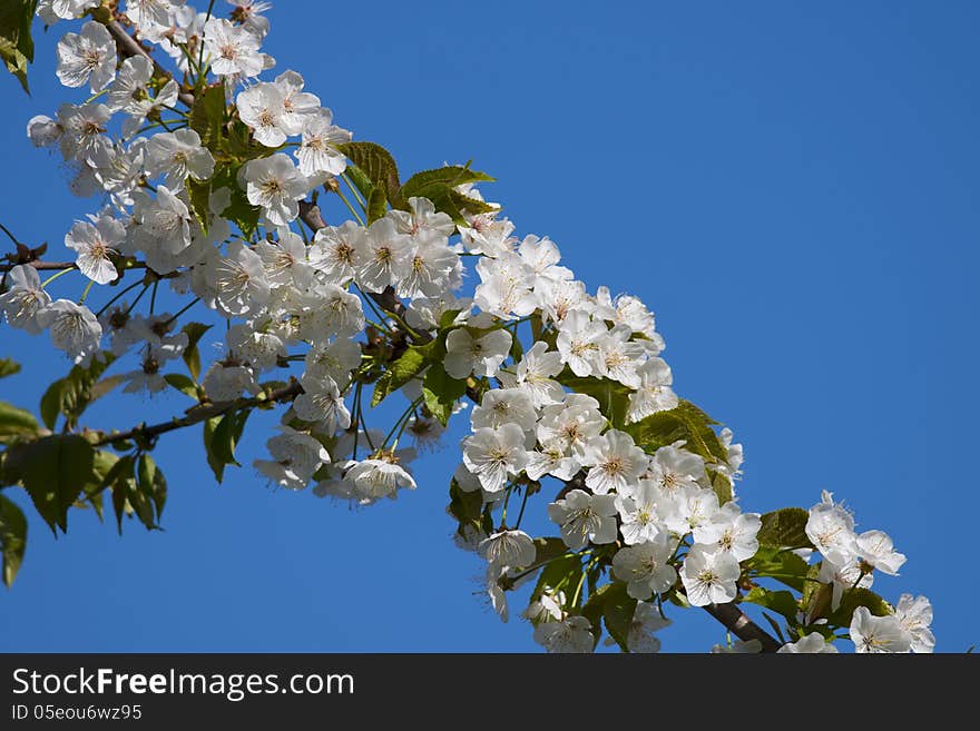 Nature with flowers in Botanik Garden