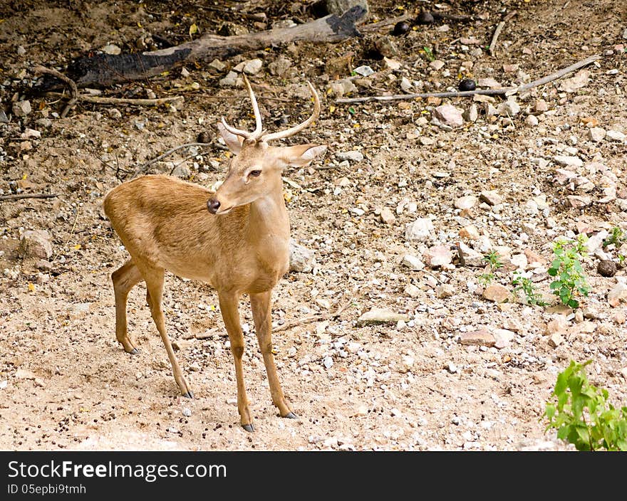 Deer in Khao Khew Open Zoo in Thailand