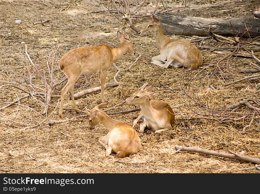 Deer in Khao Khew Open Zoo in Thailand