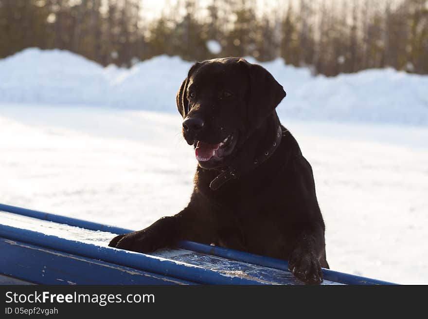 The black Labrador in the wood against snow and trees