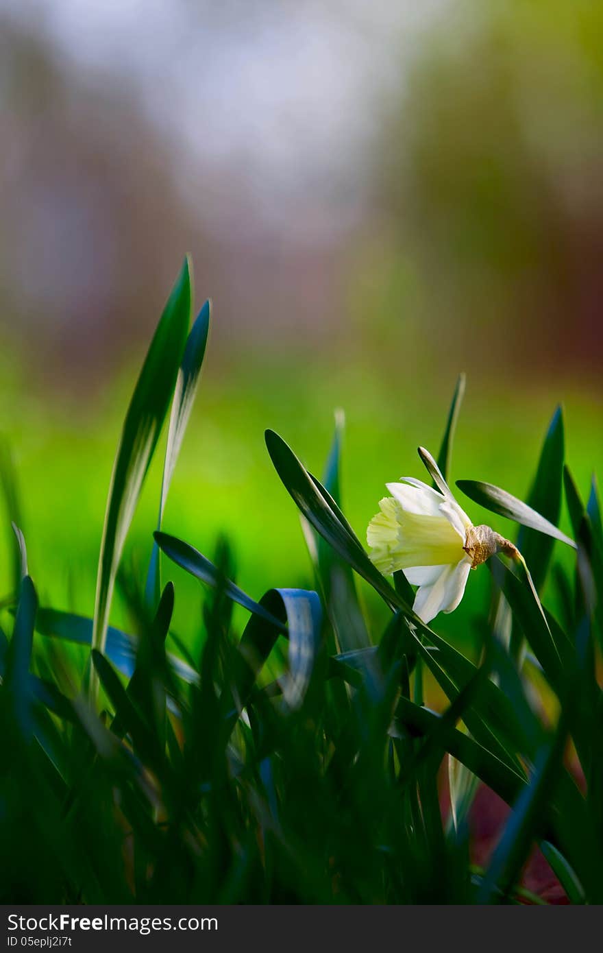 Early april morning, a pale yellow daffodil in the first rays of the sun. Early april morning, a pale yellow daffodil in the first rays of the sun