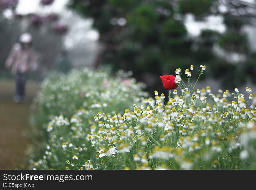 Red Poppy Flower