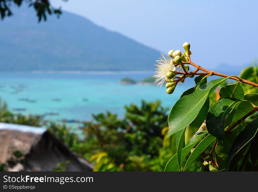 Black Plum s Flower Syzygium