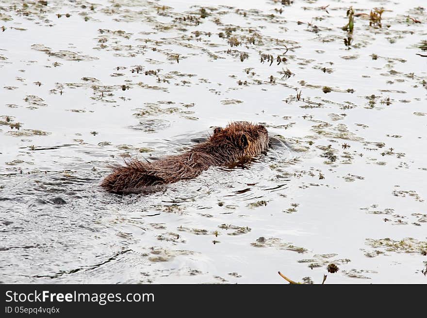 Coypu (myocastor coypus) swimming in a pond