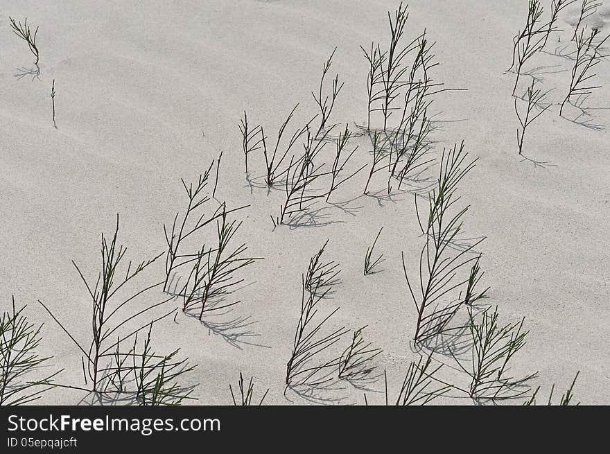 Casuarina on White Sand Beach