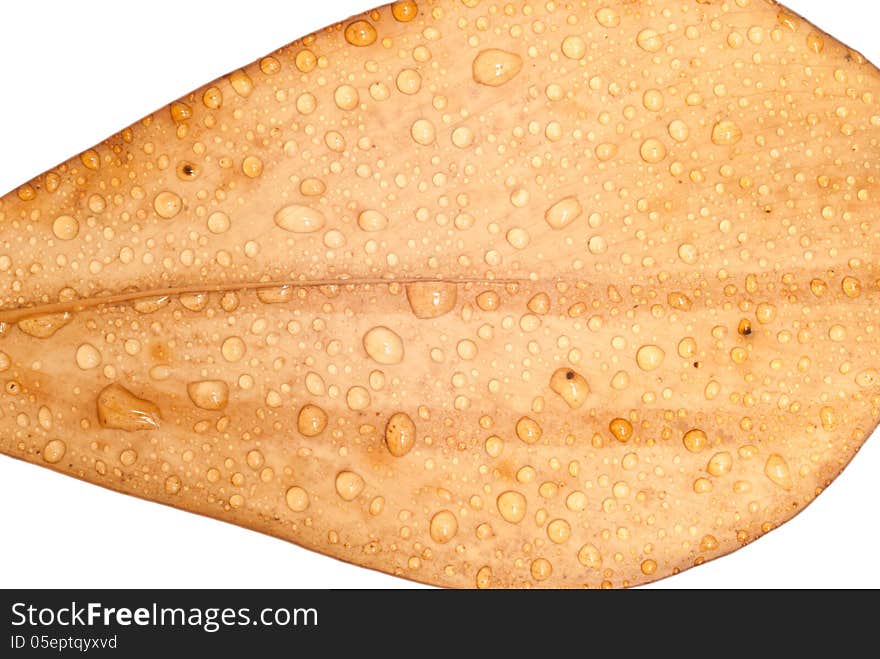 WATER DROPLETS ON A BROWN LEAF. WATER DROPLETS ON A BROWN LEAF