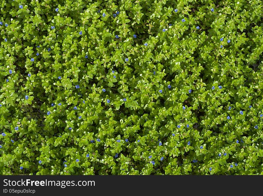 Water hyssop - Bacopa caroliniana Water plant