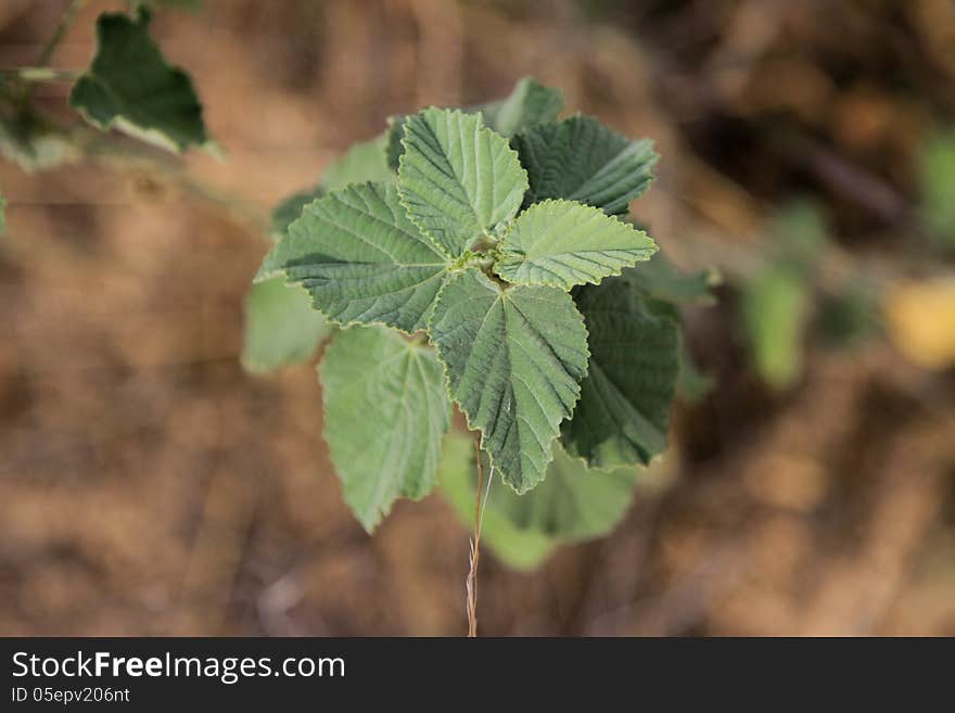 Green Weeds on Laterite Background in Top view