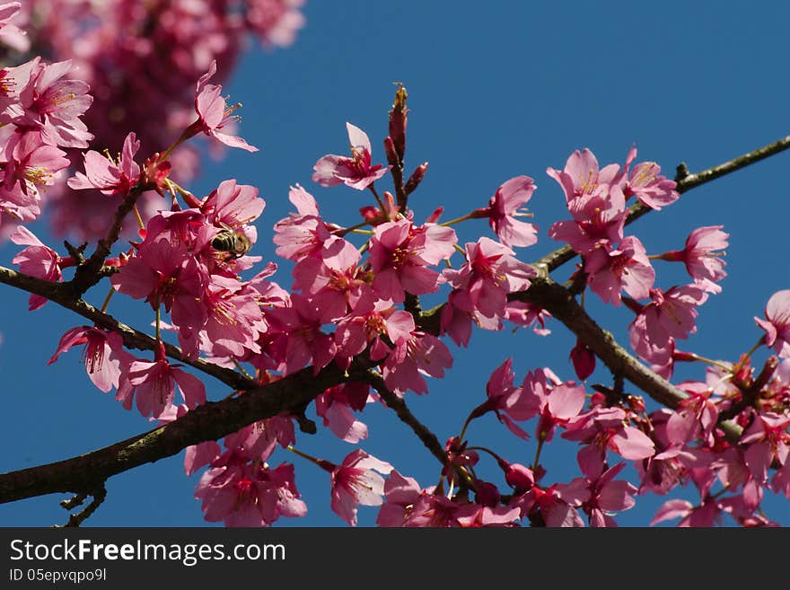 Tree flowers