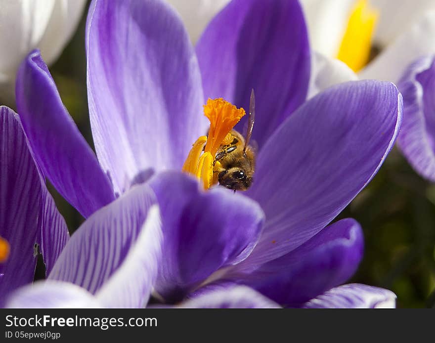 Bee on a crocus