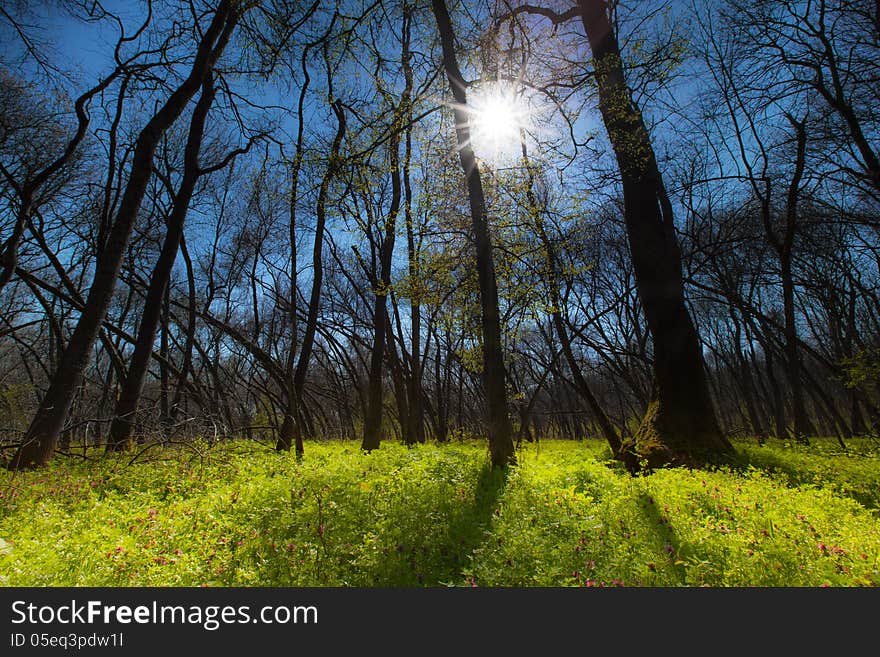 Wild flowers and trail in a mountain forest in spring. Wild flowers and trail in a mountain forest in spring