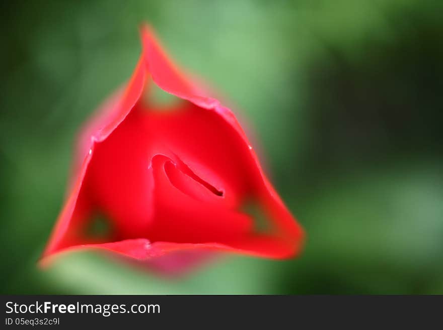 A close-up shot from above of a red tulip against a green background