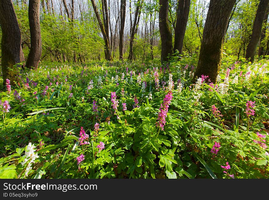 Wild Flowers In A Mountain Forest In Spring