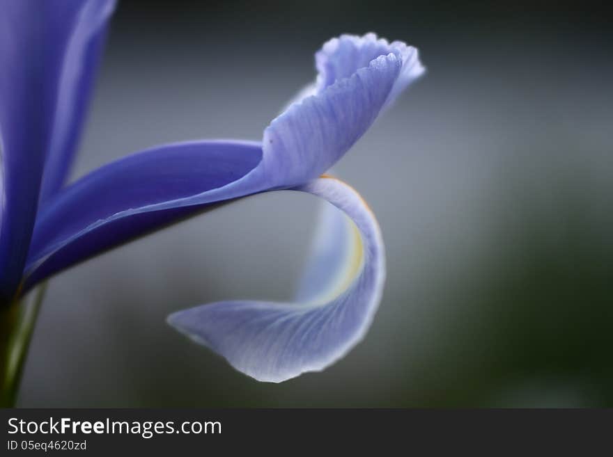 A close up shot of an iris petal.