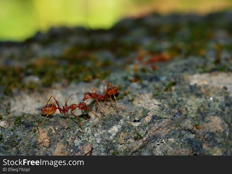 Weaver Ants