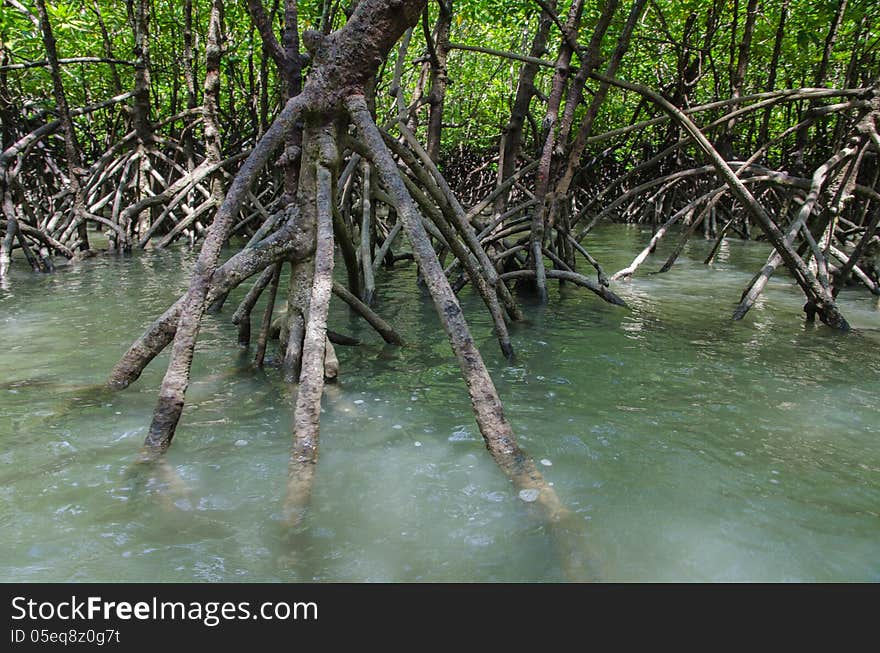 Mangroves with root about water at a tropical island