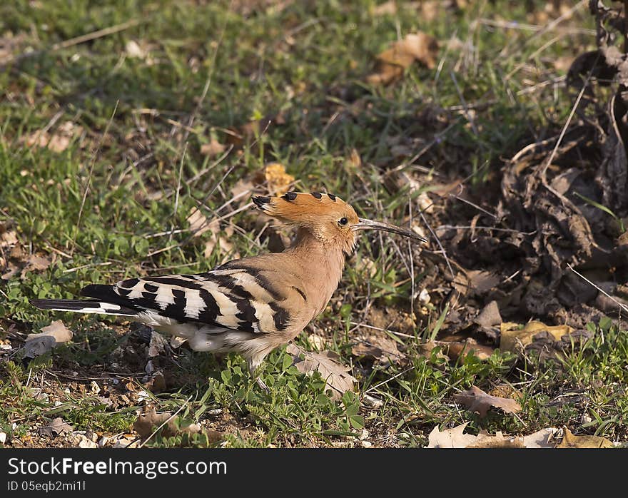 Hoopoe on Grass &x28;Upapa epops&x29