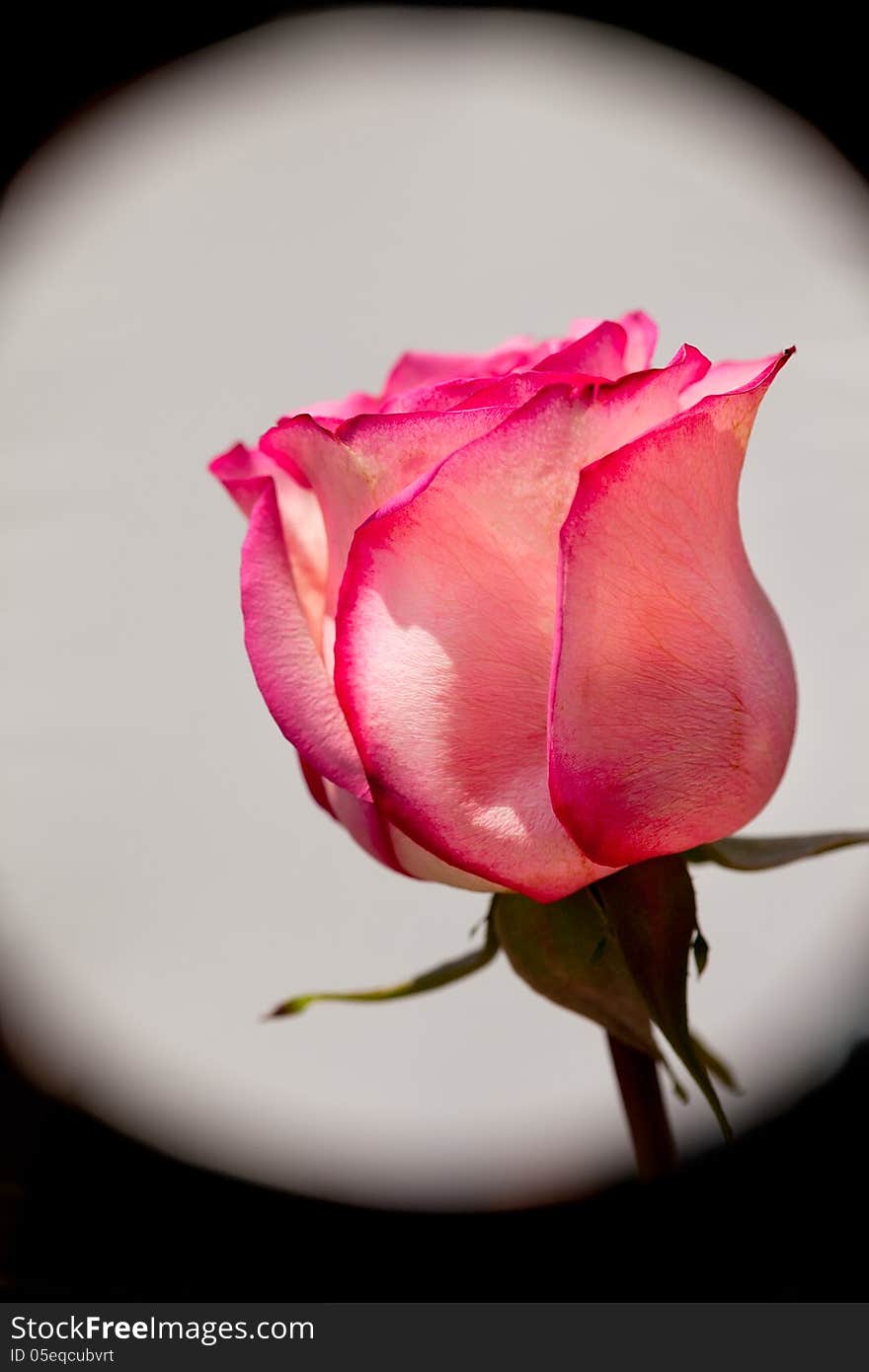 Single pink rose against a white spot light effect