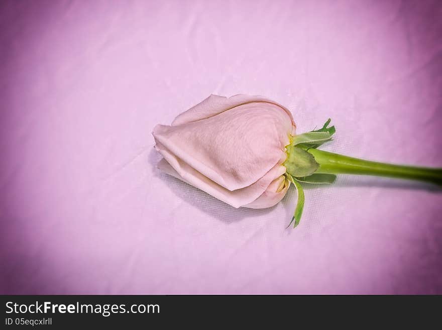 Single pink rose against a pink background