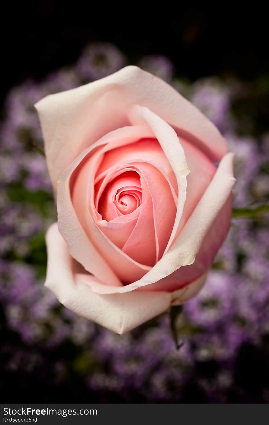 Single pink rose with sweet alyssum in the background