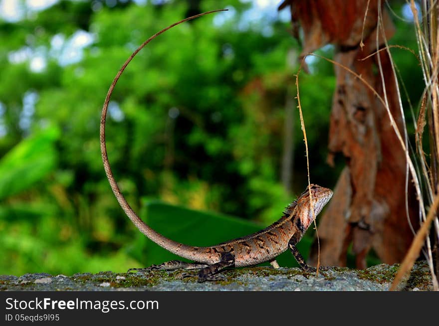 Multicoloured Lizard