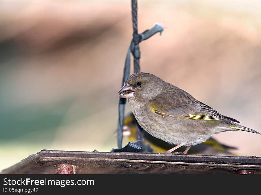 Green finch on feeder