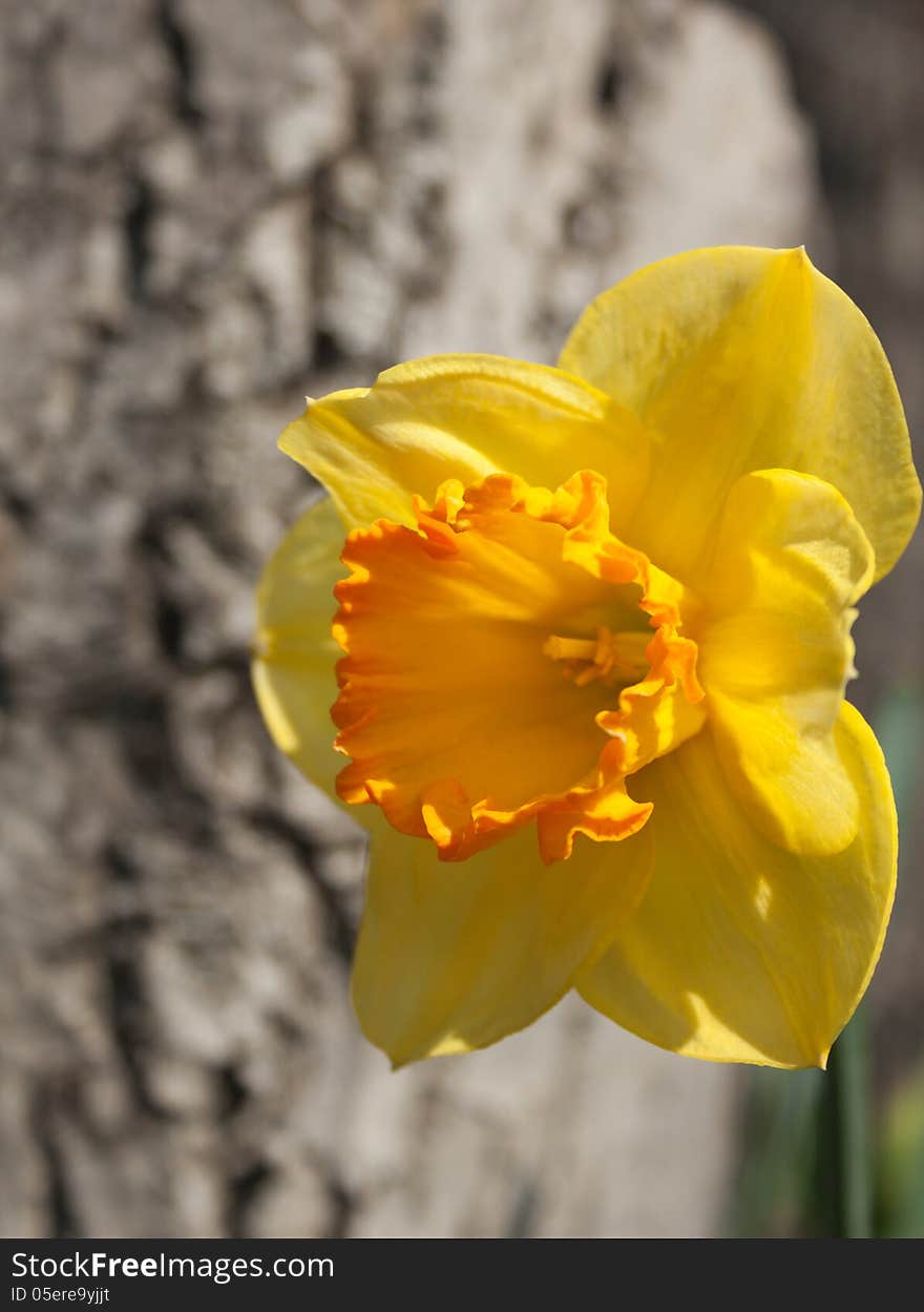 The Narcissus in the garden close-up