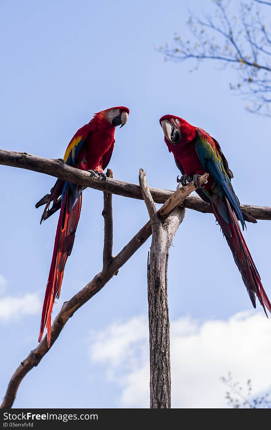 Scarlet Macaws perched together on a sunny day. Scarlet Macaws perched together on a sunny day