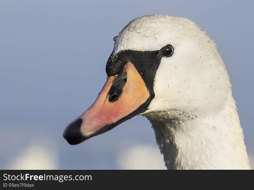 Close up of a beautiful swan