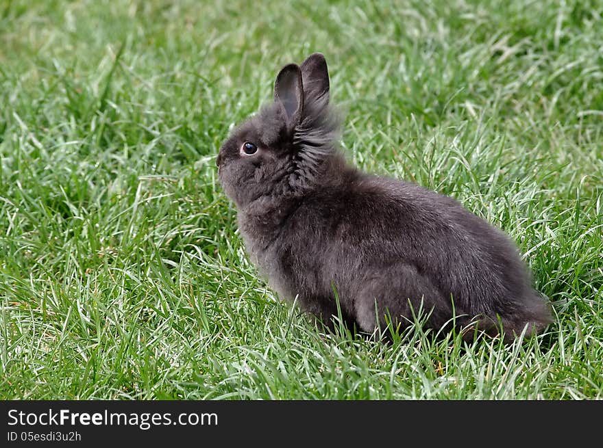 A cute bunny sitting on green grass. A cute bunny sitting on green grass