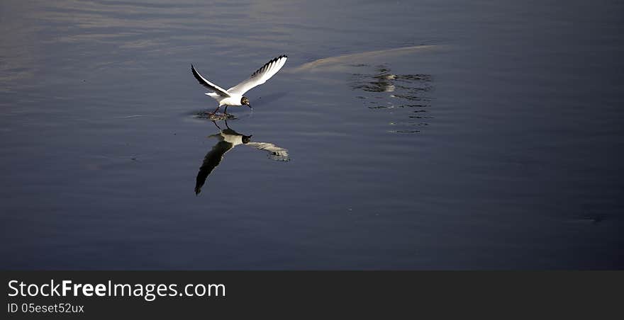 Seagull skimming