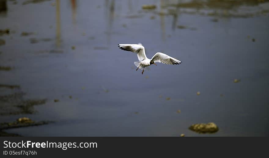 Seagull Skimming