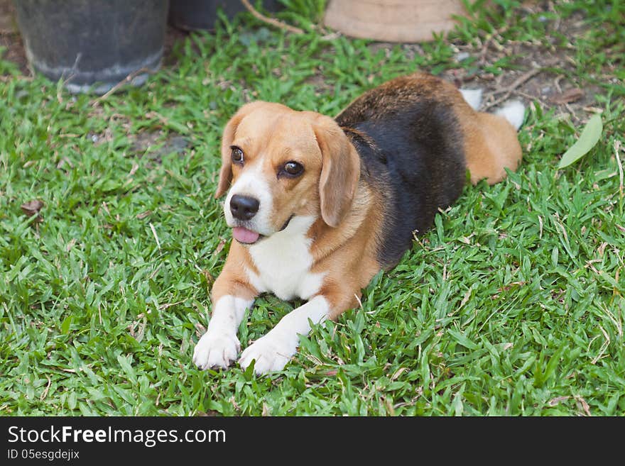 Beagle