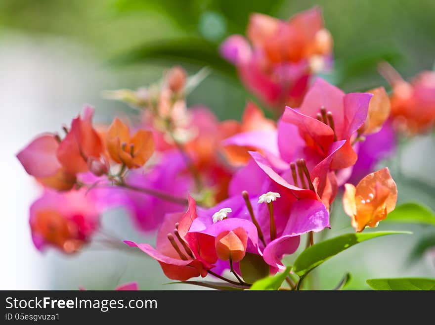 Bougainvillea flower