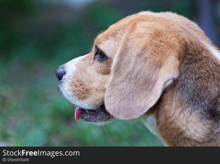 Beagle